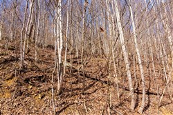 Blackstone Mountain Phase II Tract 81