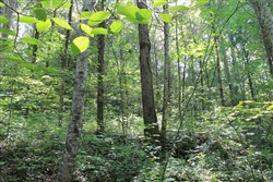 property photo for Cumberland Ridge Ranch Tract 9, 8.22 acres for sale in Cumberland County, Kentucky
