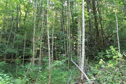 property photo for Cumberland Ridge Ranch Tract 9, 8.22 acres for sale in Cumberland County, Kentucky
