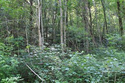 property photo for Cumberland Ridge Ranch Tract 9, 8.22 acres for sale in Cumberland County, Kentucky
