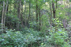 property photo for Cumberland Ridge Ranch Tract 9, 8.22 acres for sale in Cumberland County, Kentucky
