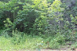 property photo for Cumberland Ridge Ranch Tract 9, 8.22 acres for sale in Cumberland County, Kentucky