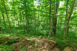 Rivers Edge Tract 15