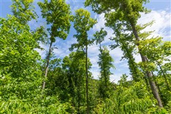 Rivers Edge Tract 18