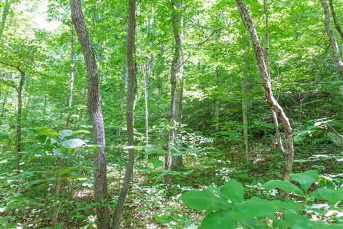 Rivers Edge Tract 19