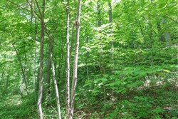 Rivers Edge Tract 19