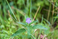 Rivers Edge Tract 39