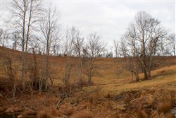 property photo for Serenity Creek Tract 4, 10.31 acres for sale in Laurel County, Kentucky