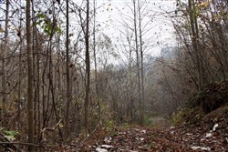 Autumn Ridge Tract 11