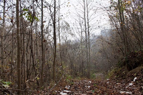 Autumn Ridge Tract 11