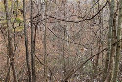 Autumn Ridge Tract 11