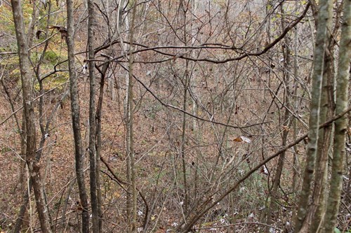 Autumn Ridge Tract 11