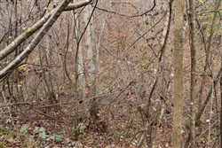Autumn Ridge Tract 11