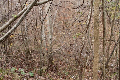 Autumn Ridge Tract 11