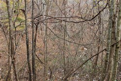 Autumn Ridge Tract 11