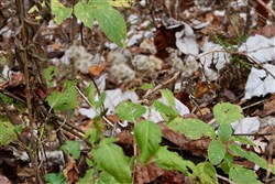 Autumn Ridge Tract 11