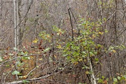 Autumn Ridge Tract 11