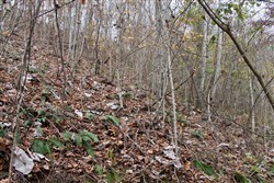 Autumn Ridge Tract 12