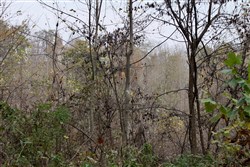 Autumn Ridge Tract 12