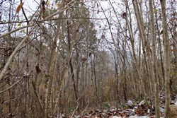 Autumn Ridge Tract 13