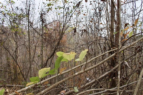 Autumn Ridge Tract 13