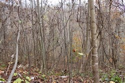 Autumn Ridge Tract 13
