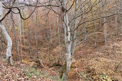 Autumn Ridge Tract 14