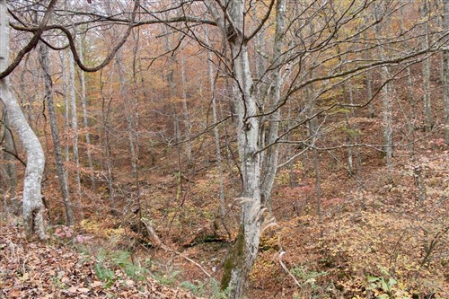 Autumn Ridge Tract 14