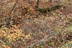 Autumn Ridge Tract 14