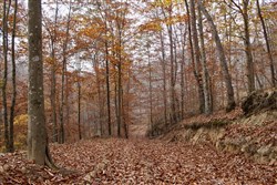 property photo for Autumn Ridge Tract 15, 16.69 acres for sale in Leslie County, Kentucky