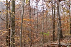 property photo for Autumn Ridge Tract 15, 16.69 acres for sale in Leslie County, Kentucky