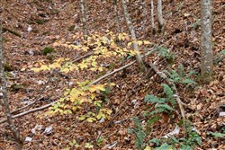 property photo for Autumn Ridge Tract 16, 10.9 acres for sale in Leslie County, Kentucky