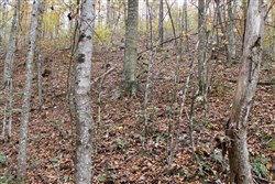 property photo for Autumn Ridge Tract 16, 10.9 acres for sale in Leslie County, Kentucky