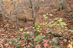 Autumn Ridge Tract 17