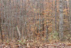 Autumn Ridge Tract 17
