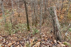Autumn Ridge Tract 17