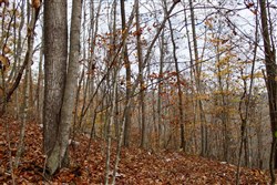 Autumn Ridge Tract 18