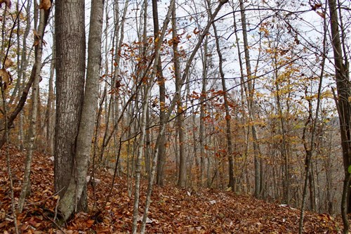 Autumn Ridge Tract 18