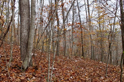 Autumn Ridge Tract 18