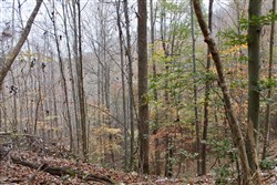 Autumn Ridge Tract 18