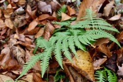 Autumn Ridge Tract 18