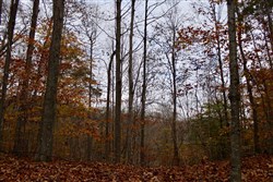 property photo for Autumn Ridge Tract 19, 11.55 acres for sale in Leslie County, Kentucky