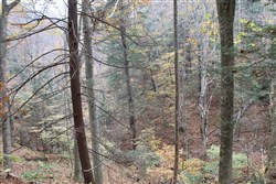 property photo for Autumn Ridge Tract 2, 8.24 acres for sale in Leslie County, Kentucky