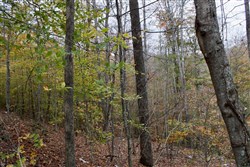 Autumn Ridge Tract 20