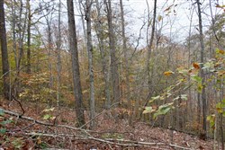 Autumn Ridge Tract 20