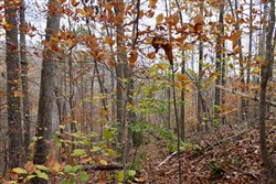 Autumn Ridge Tract 20