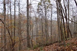 Autumn Ridge Tract 20
