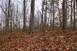 property photo for Autumn Ridge Tract 21, 11.06 acres for sale in Leslie County, Kentucky