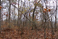 property photo for Autumn Ridge Tract 21, 11.06 acres for sale in Leslie County, Kentucky