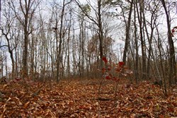 property photo for Autumn Ridge Tract 21, 11.06 acres for sale in Leslie County, Kentucky